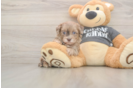 Friendly Havapoo Baby