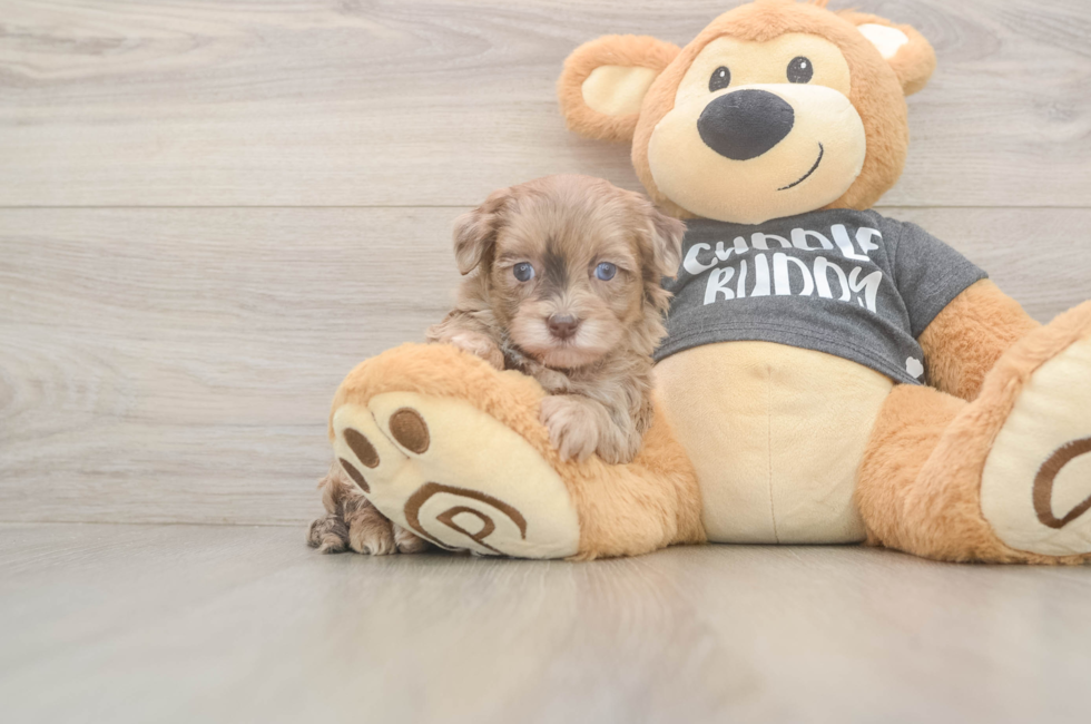 5 week old Havapoo Puppy For Sale - Lone Star Pups