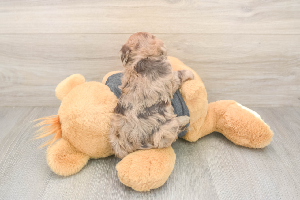 Havapoo Pup Being Cute