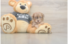 Hypoallergenic Havadoodle Poodle Mix Puppy