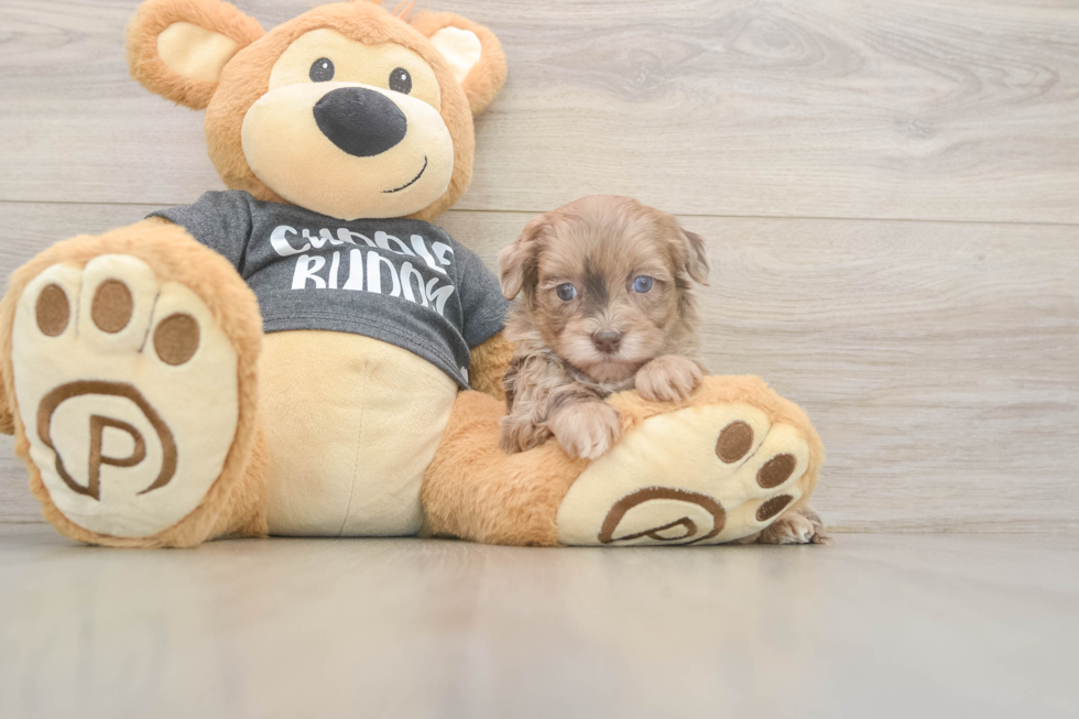 Hypoallergenic Havadoodle Poodle Mix Puppy