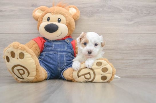 Havapoo Puppy for Adoption