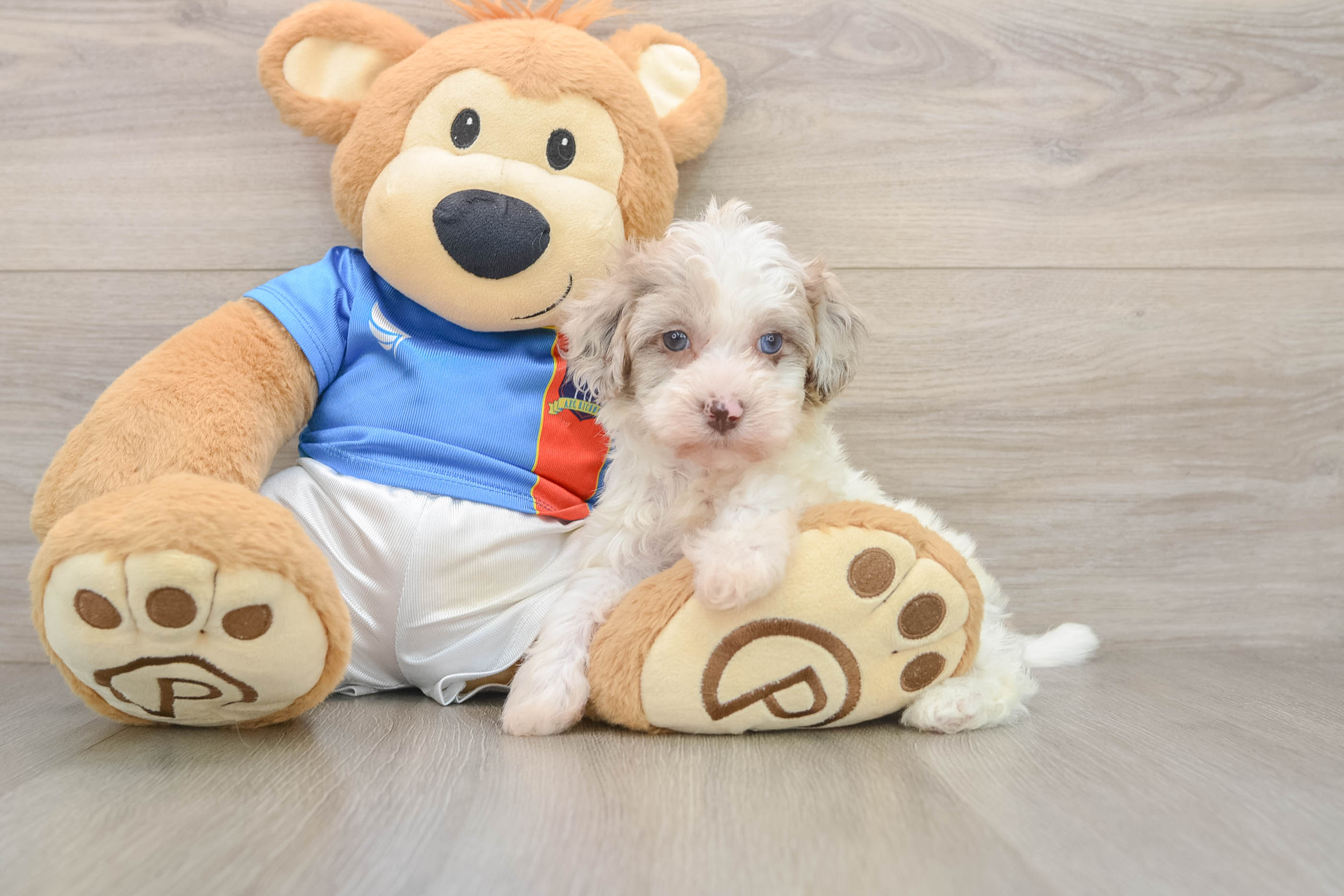 Havapoo Pup Being Cute