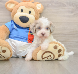 6 week old Havapoo Puppy For Sale - Lone Star Pups