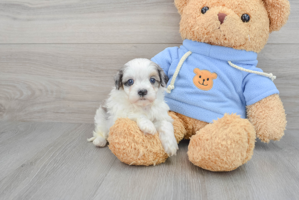 Havapoo Puppy for Adoption