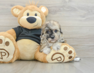 7 week old Havapoo Puppy For Sale - Lone Star Pups