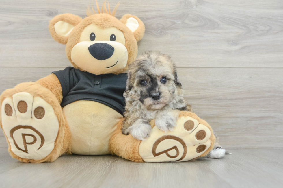 5 week old Havapoo Puppy For Sale - Lone Star Pups