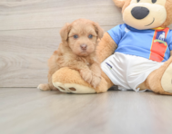 7 week old Havapoo Puppy For Sale - Lone Star Pups