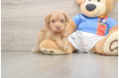 Energetic Havadoodle Poodle Mix Puppy