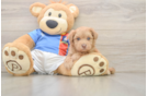 Havapoo Pup Being Cute