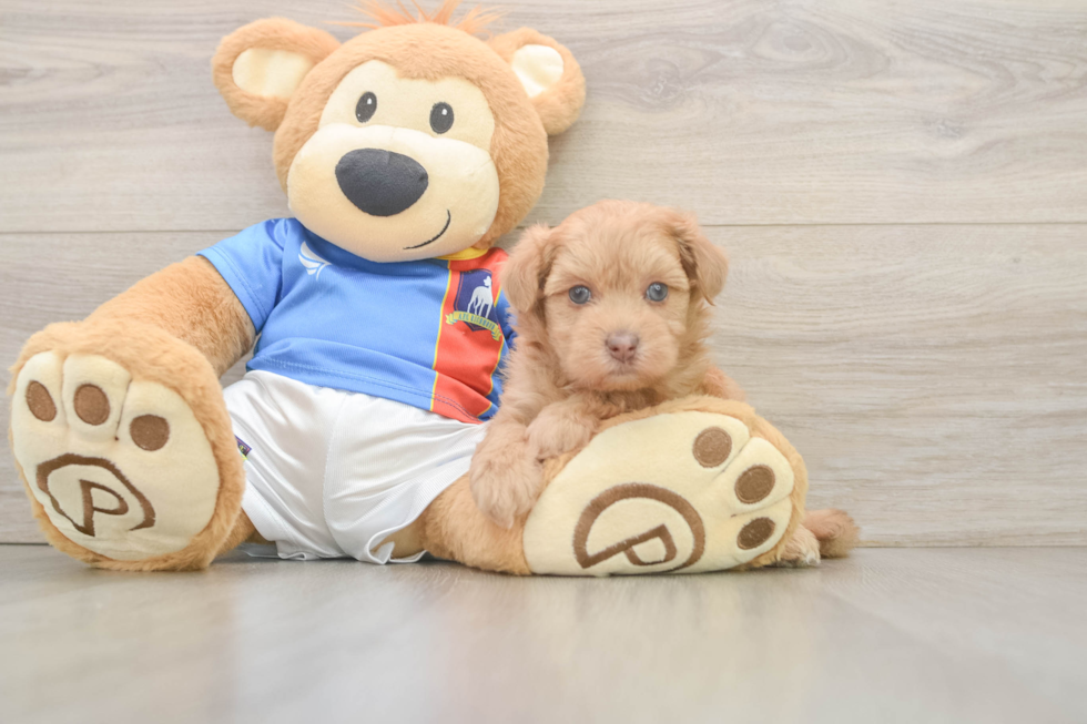 Havapoo Pup Being Cute