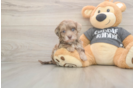 Havapoo Puppy for Adoption