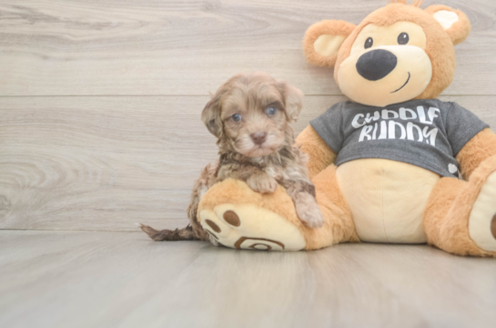 Havapoo Puppy for Adoption