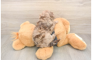 Popular Havapoo Poodle Mix Pup