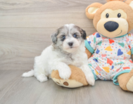 8 week old Havapoo Puppy For Sale - Lone Star Pups