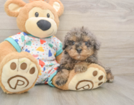 7 week old Havapoo Puppy For Sale - Lone Star Pups