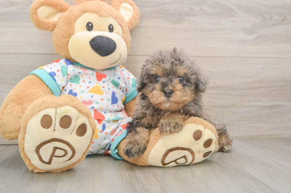 6 week old Havapoo Puppy For Sale - Lone Star Pups
