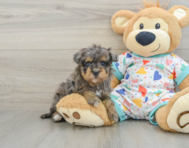 8 week old Havapoo Puppy For Sale - Lone Star Pups