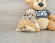7 week old Havapoo Puppy For Sale - Lone Star Pups