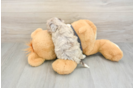 Havapoo Puppy for Adoption