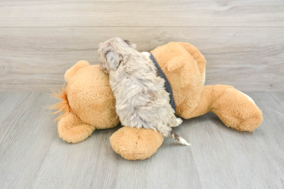 Havapoo Puppy for Adoption