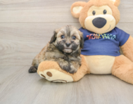 8 week old Havapoo Puppy For Sale - Lone Star Pups