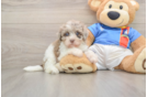 Havapoo Puppy for Adoption