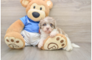 Fluffy Havapoo Poodle Mix Pup