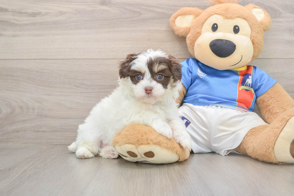 Havapoo Puppy for Adoption