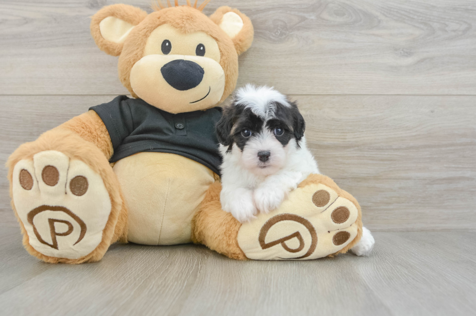 5 week old Havapoo Puppy For Sale - Lone Star Pups