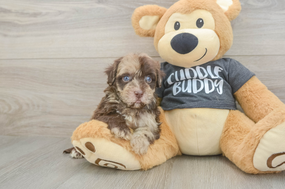 5 week old Havapoo Puppy For Sale - Lone Star Pups