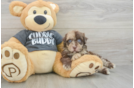 Havapoo Pup Being Cute