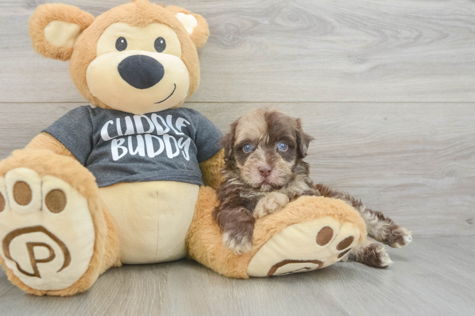 Havapoo Pup Being Cute