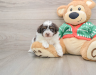 6 week old Havapoo Puppy For Sale - Lone Star Pups