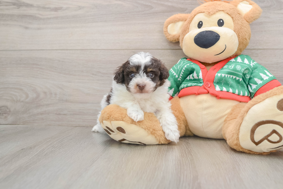 Havapoo Pup Being Cute