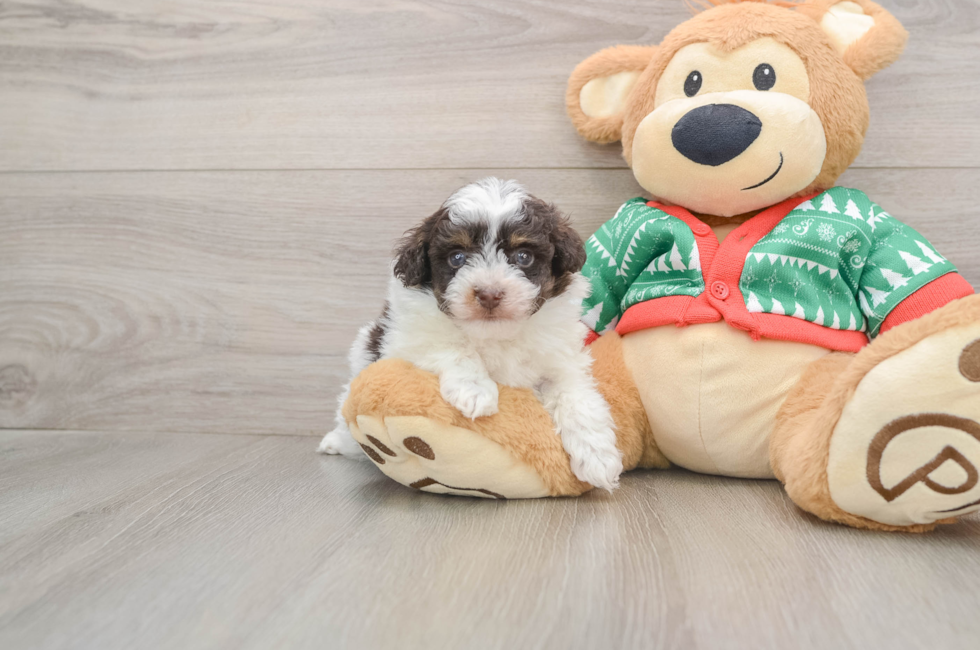 5 week old Havapoo Puppy For Sale - Lone Star Pups