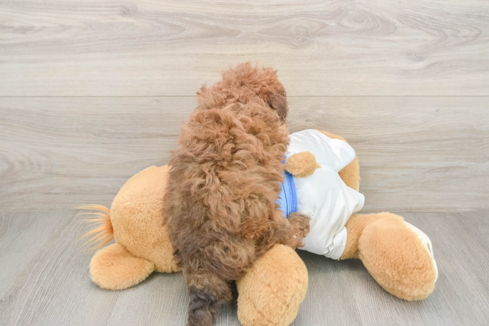 Energetic Havadoodle Poodle Mix Puppy