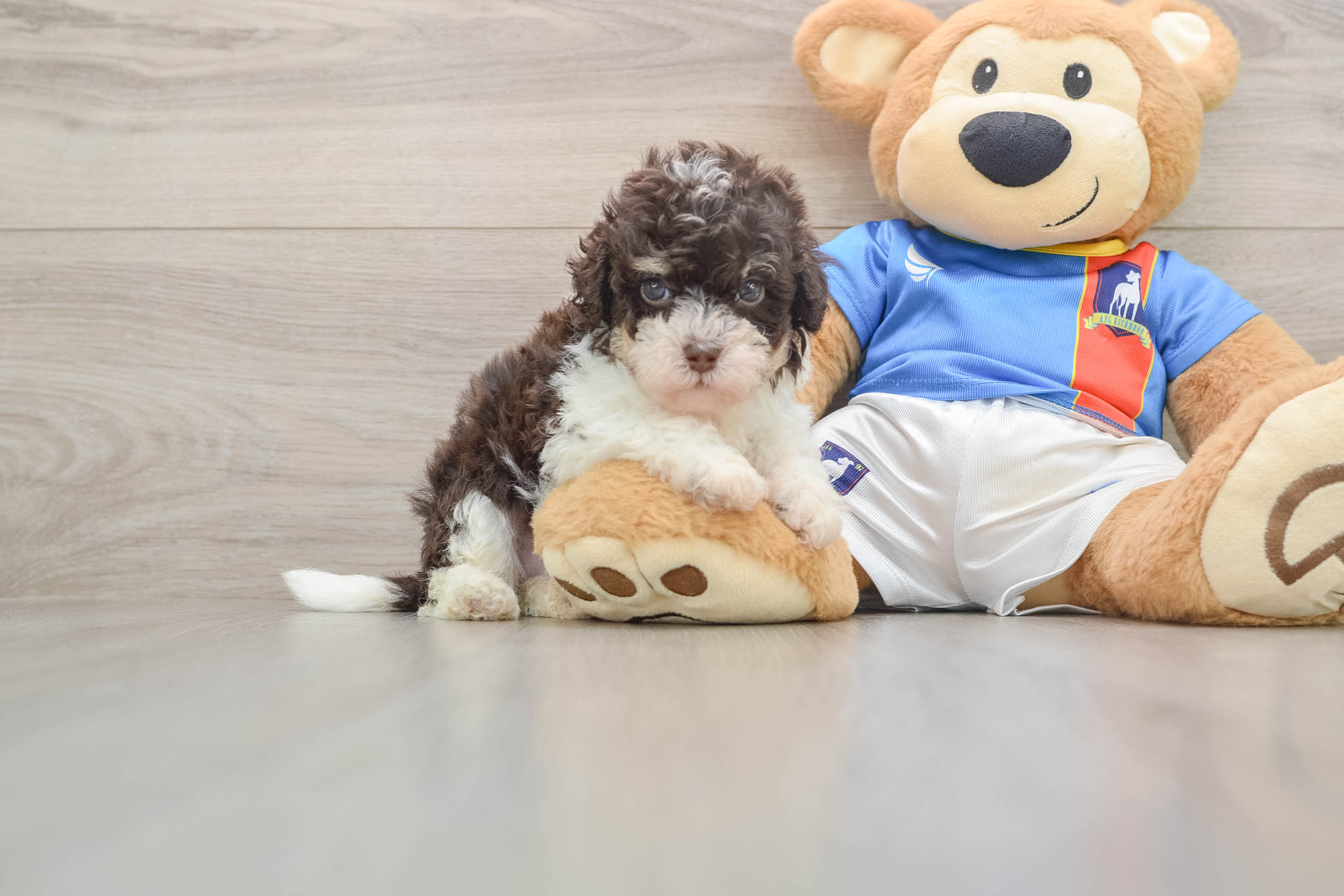 Funny Havapoo Poodle Mix Pup