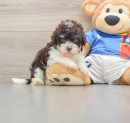 7 week old Havapoo Puppy For Sale - Lone Star Pups