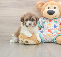5 week old Havapoo Puppy For Sale - Lone Star Pups