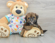 8 week old Havapoo Puppy For Sale - Lone Star Pups