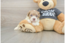 Happy Havapoo Baby