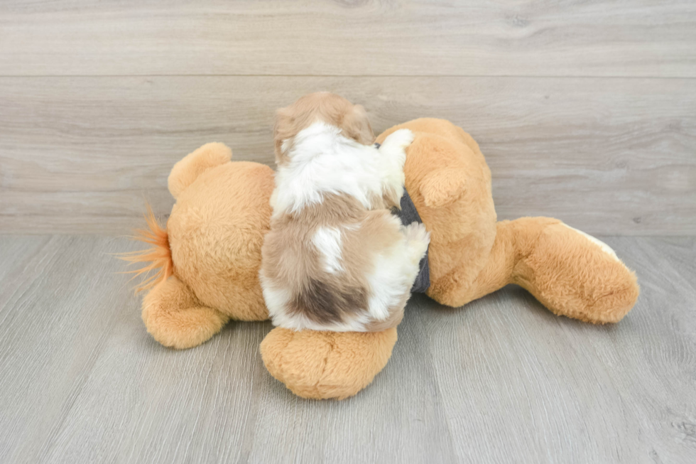 Petite Havapoo Poodle Mix Pup