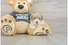 Energetic Havadoodle Poodle Mix Puppy