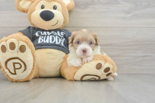 Energetic Havadoodle Poodle Mix Puppy