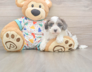 7 week old Havapoo Puppy For Sale - Lone Star Pups