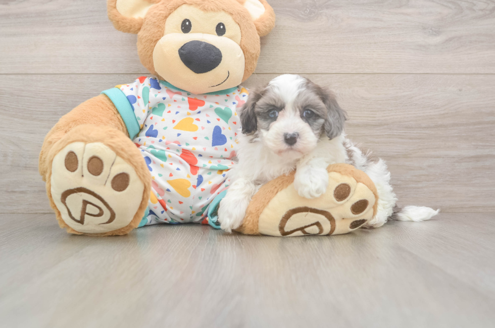 5 week old Havapoo Puppy For Sale - Lone Star Pups