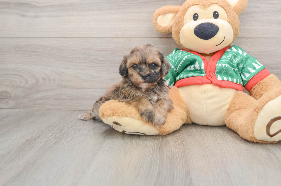 5 week old Havapoo Puppy For Sale - Lone Star Pups