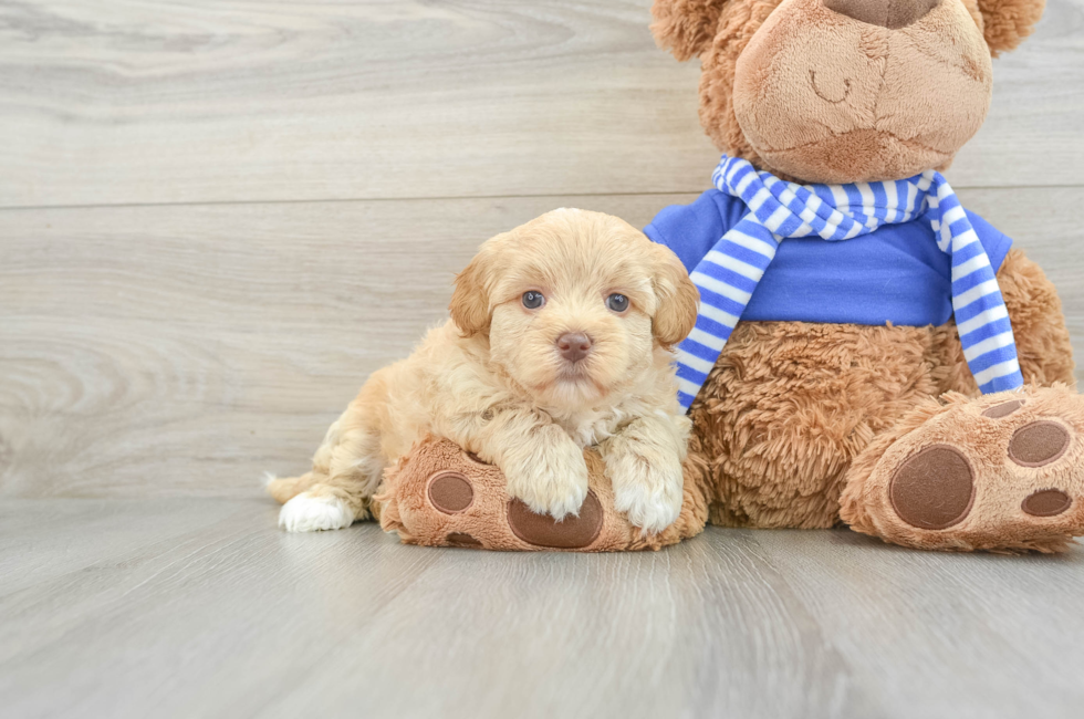 8 week old Havapoo Puppy For Sale - Lone Star Pups