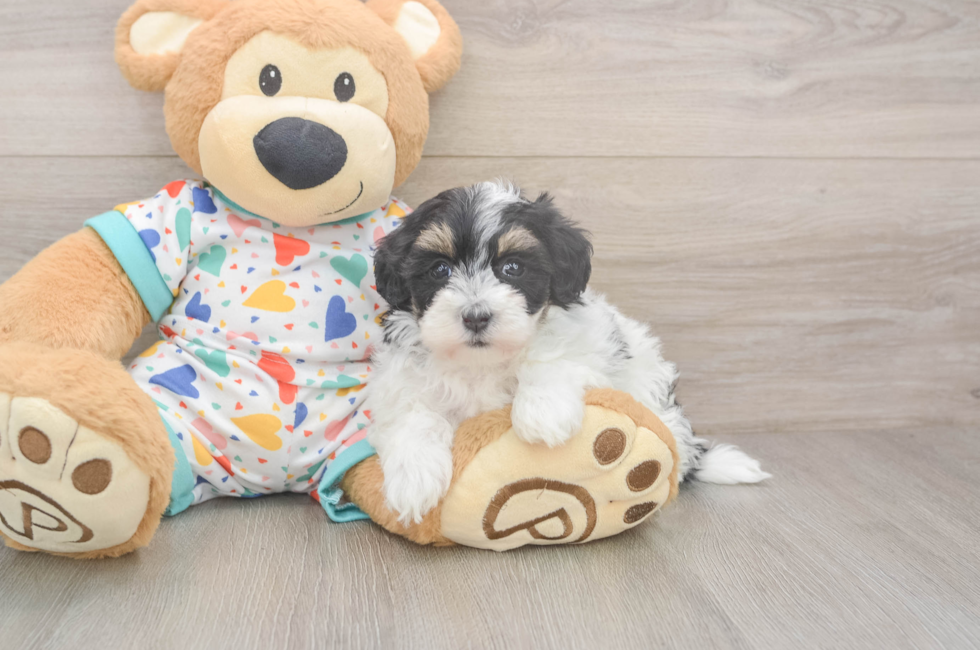 5 week old Havapoo Puppy For Sale - Lone Star Pups